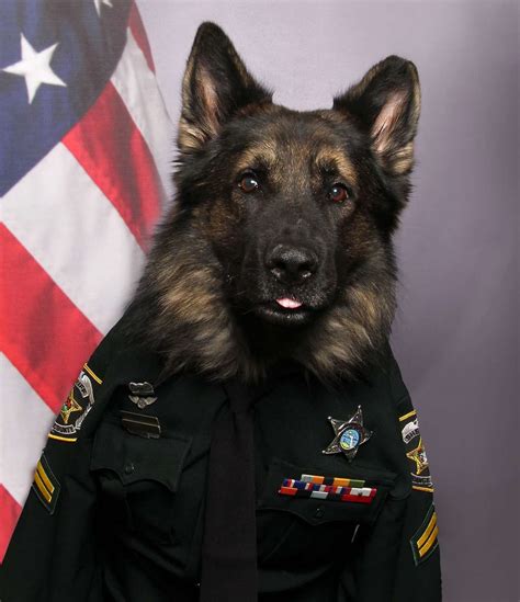 K9 Dogs Puppies