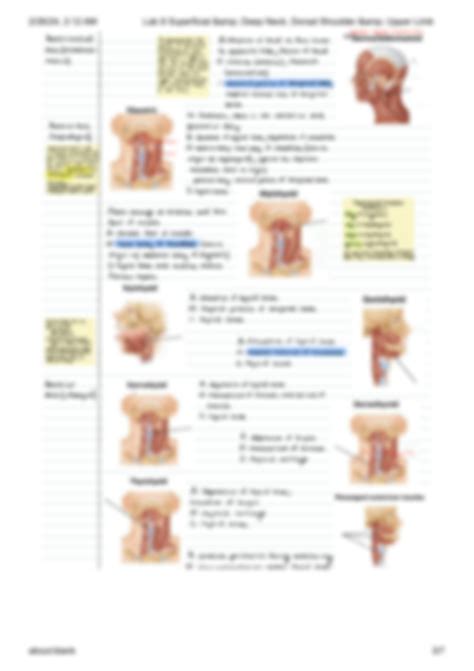 SOLUTION: Lab 8 superficial amp deep neck dorsal shoulder amp upper