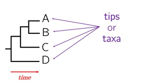 Evo Lecture Phylogenies Flashcards Quizlet