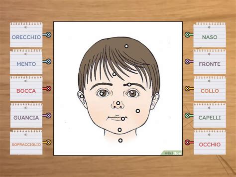 Le Parti Del Viso Con Audio Labelled Diagram