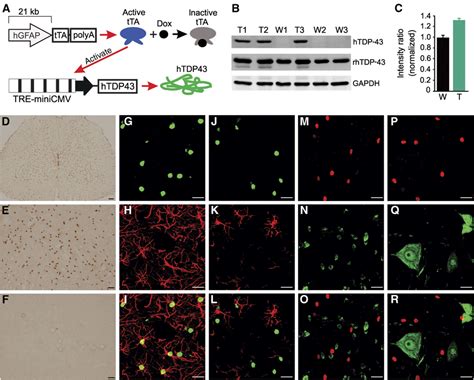 Expression Of Alslinked Tdp Mutant In Astrocytes Causes Noncell