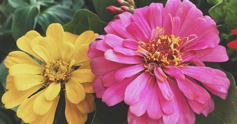 wildbloom