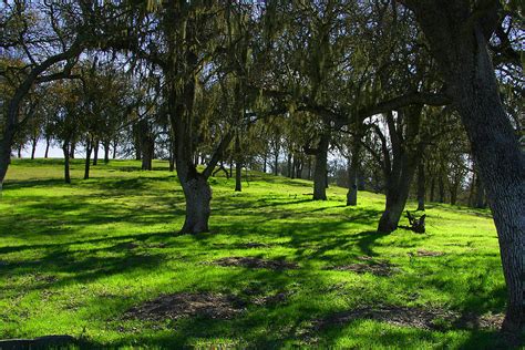 California Oak Woodland With Dappled Sunlight by C Ribet