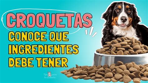 ¿por Qué Es Importante La Calidad De Los Alimentos Para Perros