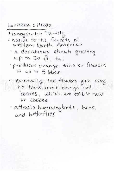 Orange Honeysuckle - Moon Mountain Craft