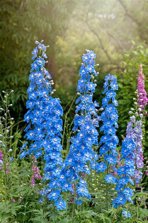 20 Blue Flowers For Gardens Perennials And Annuals With Blue Blossoms