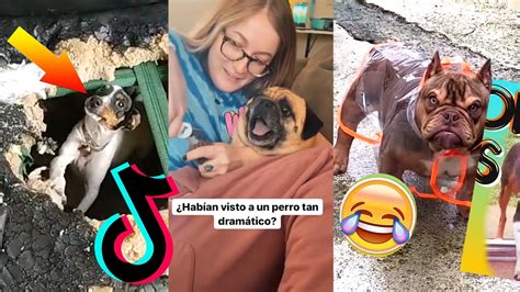 Los Tiktoks Mas Divertidos De Perros Y Gatos 1 Videos Graciosos De