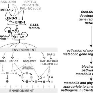 Integration Of A Developmental Gene Regulatory Network With Metabolic