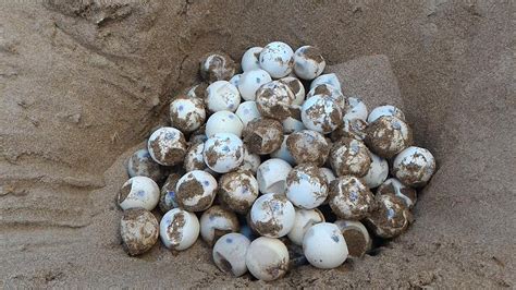 Cinque Terre Tartaruga Caretta Caretta Depone Le Uova Sulla Spiaggia