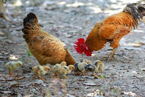 Why Chickens Eat Dirt: The Surprising Reasons