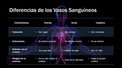 Diferencias De Los Vasos Sanguíneos Youtube