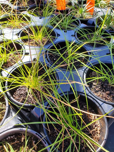 Carex perdentata --Webberville Sedge-- - Plant Delivery San Marcos