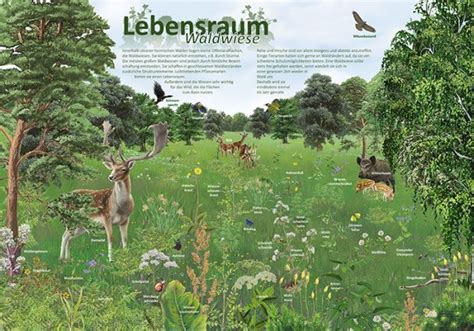 Lebensraum Waldwiese Natur im Bild Lehrtafeln für Natur Lehr oder