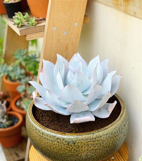 27 Best White Succulents You Can Grow | Balcony Garden Web