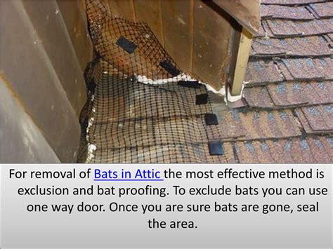 Bats In Attic Meaning at Cindy Ehrhardt blog