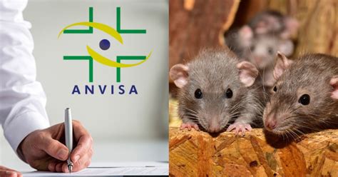 Pelos De Rato No Molho De Tomate - Pelos de rato em molho de tomate, chás e uva passa: Decreto da ANVISA ...