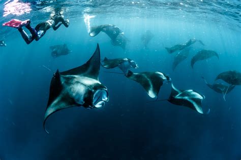 Everything You Need To Know About Manta Rays Be Water Diving Scuba