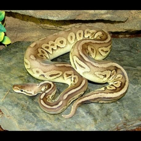 pewter ball python python regius