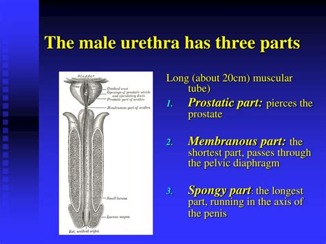 PPT - Male Urethra, Penis, and Erection Anatomy PowerPoint Presentation