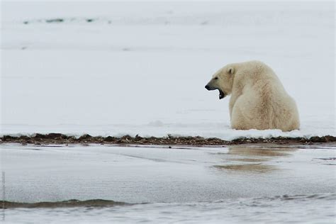 "A Female Polar Bear Roars In Warning" by Stocksy Contributor "Mark ...