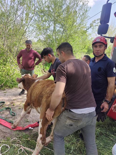 Malatya da su kuyusuna düşen danayı itfaiye kurtardı Haber Değer