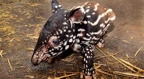 Endangered Malaysian tapir born in Amsterdam | NL Times