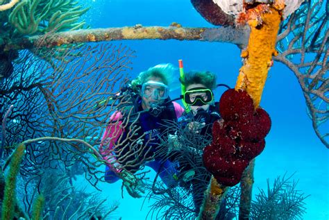 Image Library Stuart Coves Bahamas Dive Shop Tours