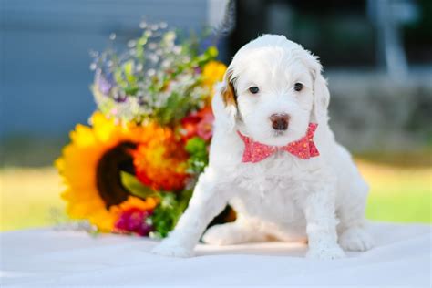 puppy essentials list ultimate  pet checklist guide