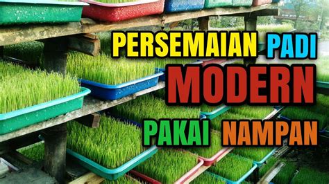 Semai Padi Modern Pakai Nampan Youtube