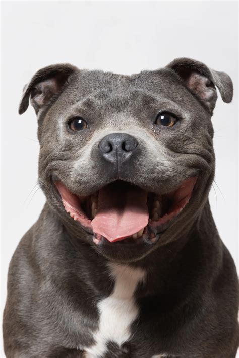 Staffy Blue | atelier-yuwa.ciao.jp