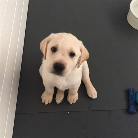 Puppy picking