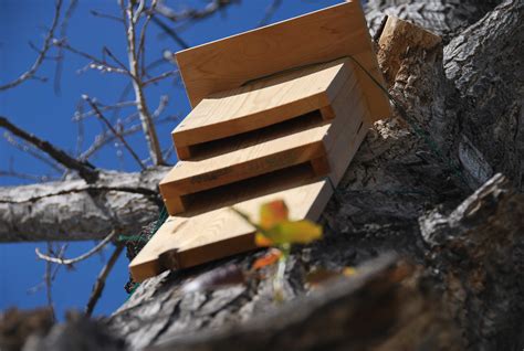 Refugio para murciélagos - Vida Silvestre Ibérica