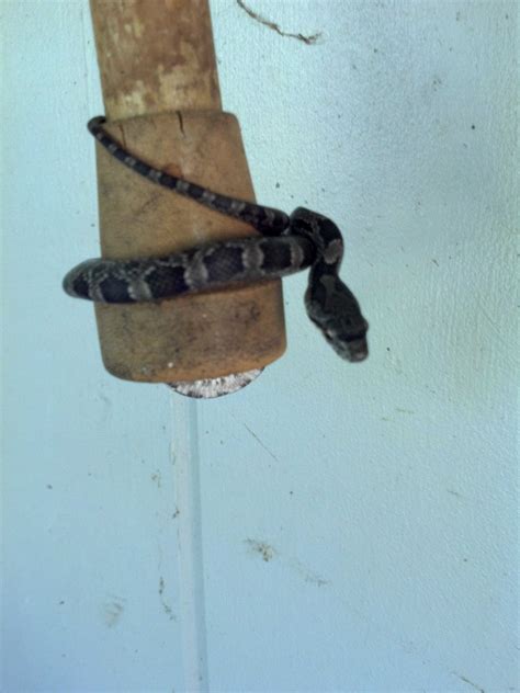 Found a snake on my porch...Can someone ID? : snakes