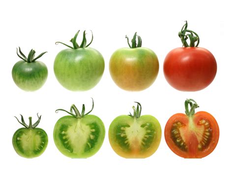 Flavor Is the Price of Tomatoes’ Scarlet Hue, Geneticists Say - The New