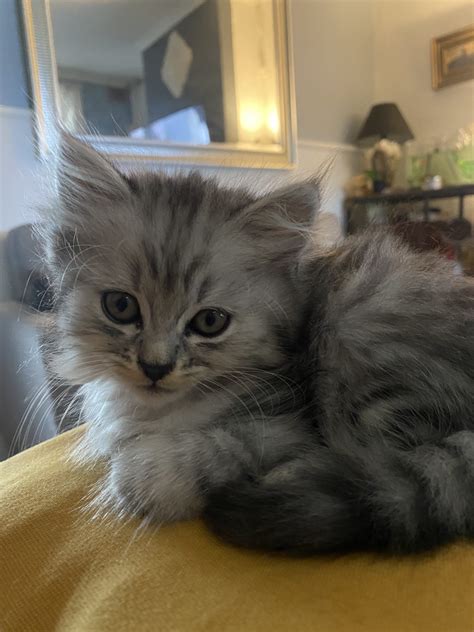 Persian X Turkish Angora - The Rocks - PetsForHomes
