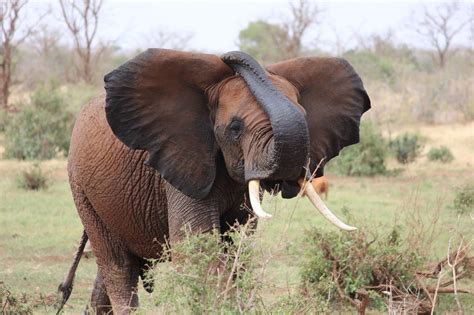 Elefante Africano Kenia Foto Gratis Su Pixabay