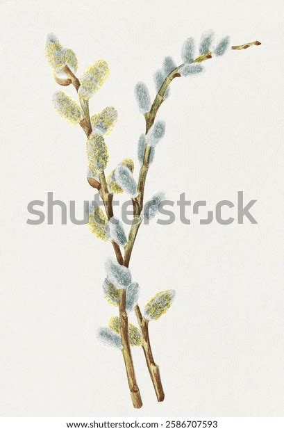 Pussy Drawing Over Royalty Free Licensable Stock Illustrations