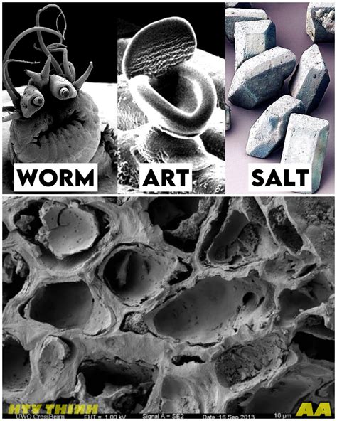 The Gossip - Unveiling the Unknown: New Objects Discovered Under the