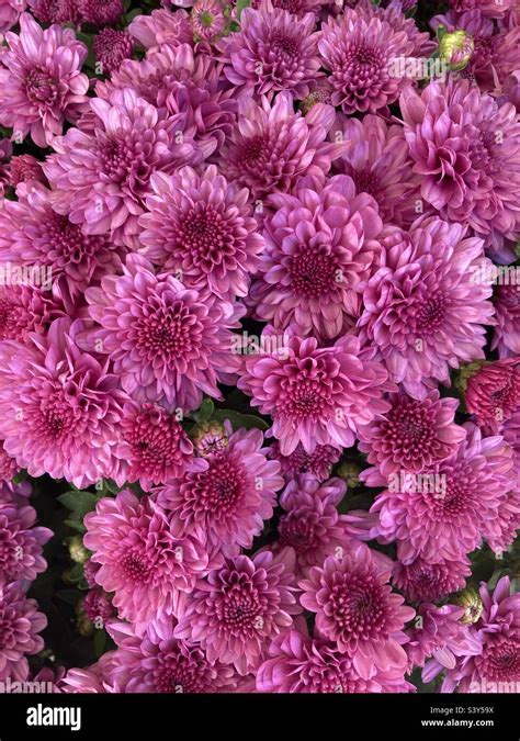 Chrysanthemums Plant Hi Res Stock Photography And Images Alamy