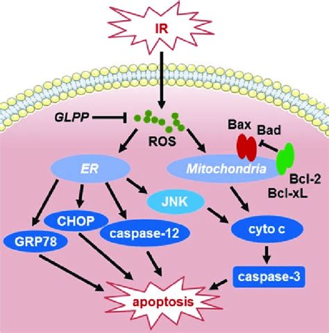 Schematic Diagram Of The Signal Pathways Involved In Ir Induced