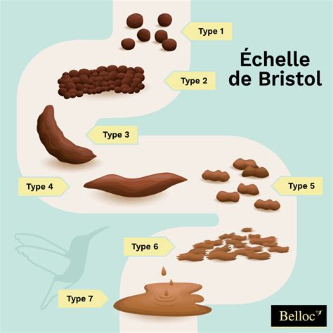 Échelle de Bristol les types de selles Inconforts digestifs