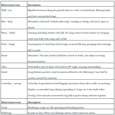 Ethogram Template