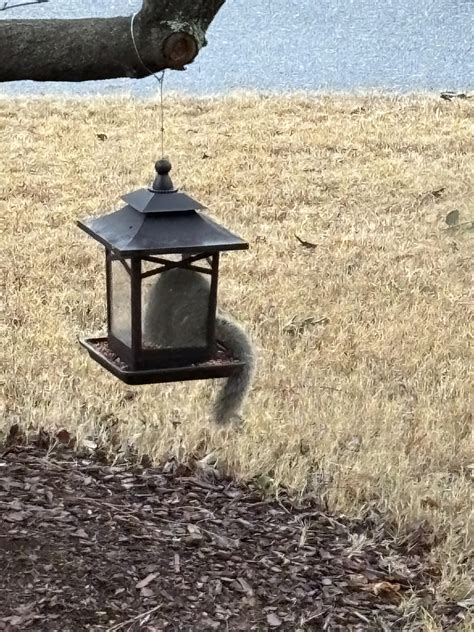 This Stupid Morbidly Obese Fucking Fuck Stealing Bird Food R Fatsquirrelhate