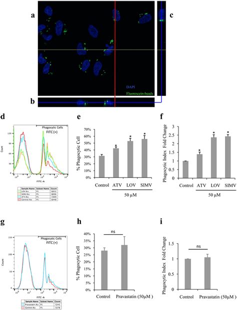 Lipophilic Statins Increase The Phagocytic Function Of Arpe 19 Cells