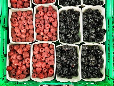 Commercial Production Guide Blackberry Raspberry Alabama