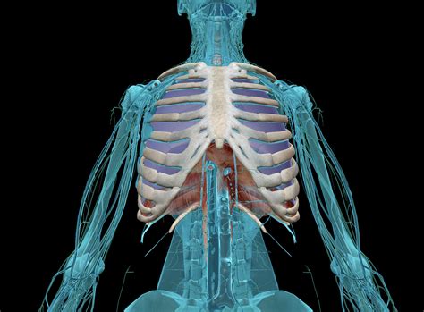 The Deadly Dozen: The 12 Most Foreboding Chest Injuries Part I