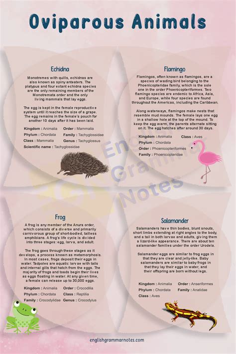 Oviparous Animals | List of Oviparous Animals With Description – English Grammar Notes