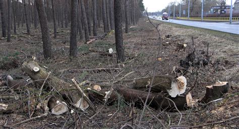 Tyle drzew ściąć Płakać się chce Trwa wycinka drzew w lesie wzdłuż