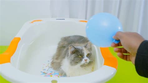 Cat Enjoying Balloon Massage Cat Vs Balloon Ep1 Youtube