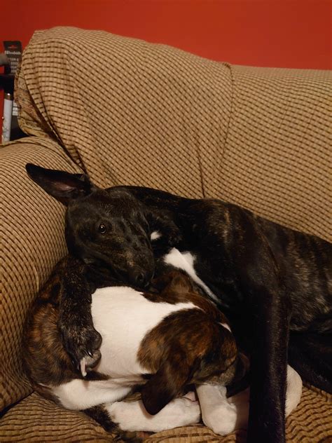 These Cuddle Bugs R Greyhounds